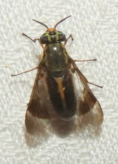 Chrysops univittatus