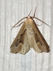 Sabulodes edwardsata