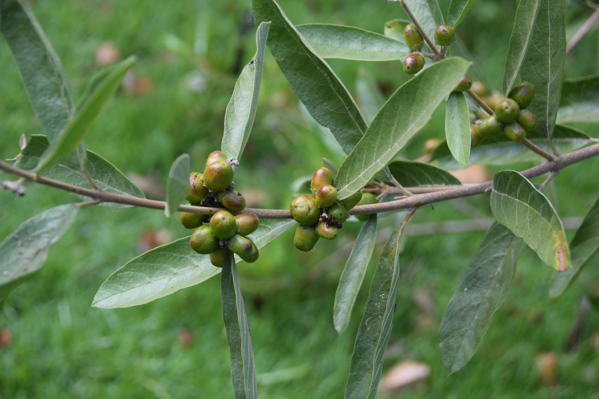 Vitex gardneriana