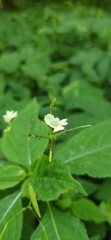 Impatiens parviflora