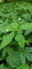 Impatiens parviflora