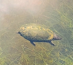Sternotherus odoratus