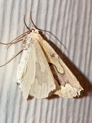 Sabulodes edwardsata