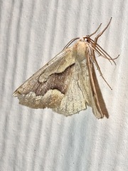 Sabulodes edwardsata