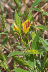 Zornia thymifolia