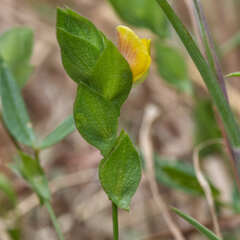 Zornia thymifolia