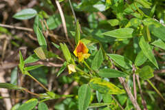 Zornia thymifolia