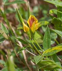 Zornia thymifolia