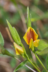 Zornia thymifolia