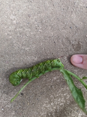 Manduca sexta