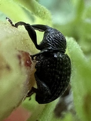 Chalcodermus inaequicollis
