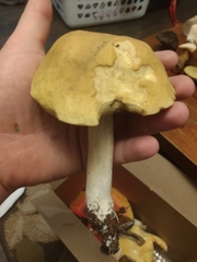 Boletus nobilis