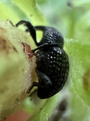 Chalcodermus inaequicollis