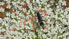 Chlorophorus sartor