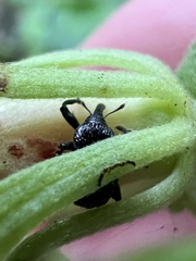 Chalcodermus inaequicollis