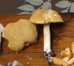 Boletus nobilis