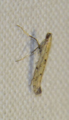 Caloptilia populetorum