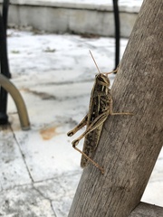 Schistocerca serialis