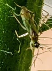 Engytatus modestus