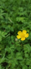 Ranunculus acris