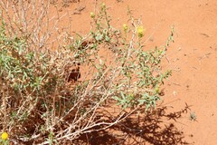 Chrysothamnus stylosus