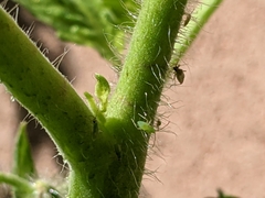 Engytatus modestus