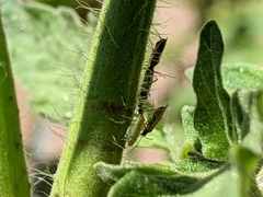 Engytatus modestus