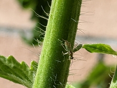 Engytatus modestus