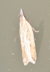 Dichomeris limosellus