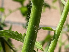 Engytatus modestus