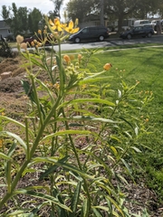 Asclepias