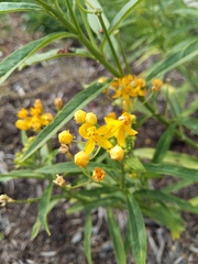Asclepias