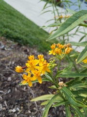 Asclepias