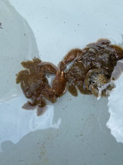 Hapalogaster cavicauda