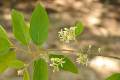 Styrax camporum