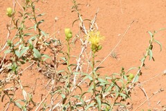 Chrysothamnus stylosus