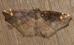 Anisoperas tessellata