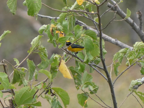 Trinidad Euphonia (Euphonia trinitatis), photo 8