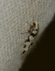 Pseudotelphusa scalella