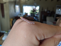Trichordestra legitima
