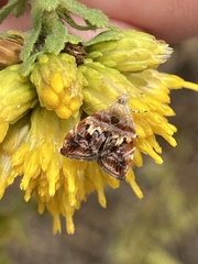 Choreutis emplecta