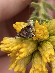 Choreutis emplecta