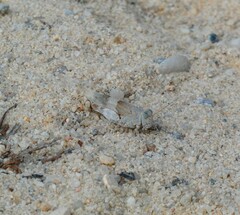 Sphingonotus azurescens