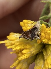Choreutis emplecta