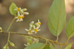 Styrax camporum