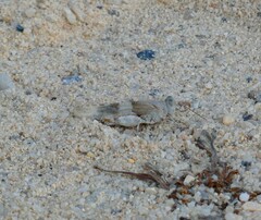 Sphingonotus azurescens