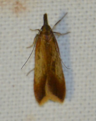 Dichomeris ustalella