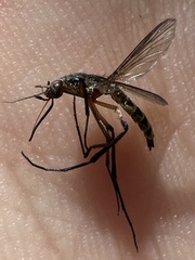 Psorophora cyanescens