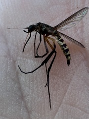 Psorophora cyanescens