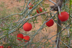 Ibervillea tenuisecta